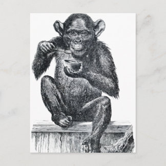 Cartão Postal Vintage Baby Chimpanzee Drawing
