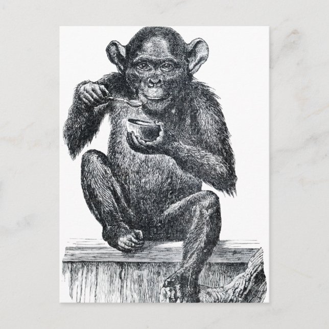 Cartão Postal Vintage Baby Chimpanzee Drawing (Frente)