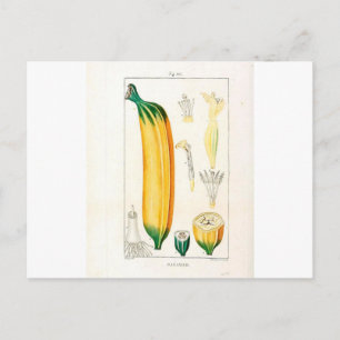 Cartão Postal Vintage Banana Botânica Impressão