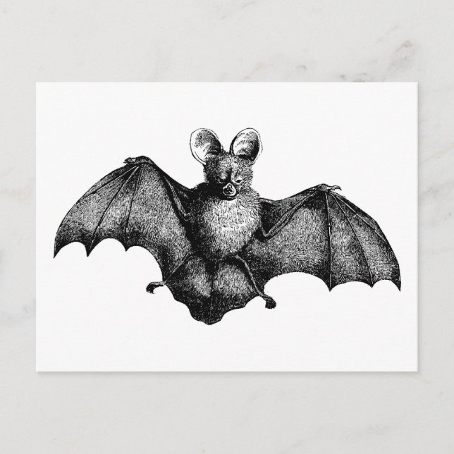 Cartão Postal Vintage Bat (Frente)