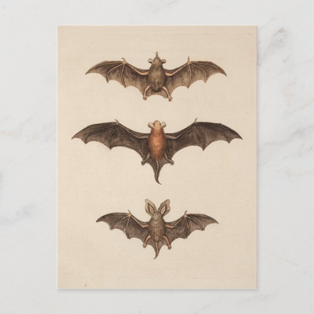 Cartão postal Vintage Bats Halloween (Frente)