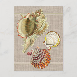 Cartão postal Vintage Beach Seashells