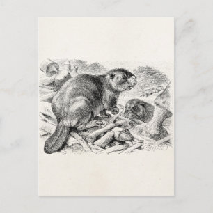 Cartão Postal Vintage Beaver Illustração Retroativa Beavers e Da