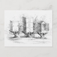 Vintage Bee Boxes Honey