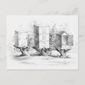 Cartão Postal Vintage Bee Boxes Honey