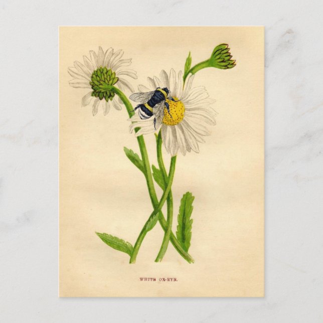 Cartão Postal Vintage Bee e Daisy (Frente)