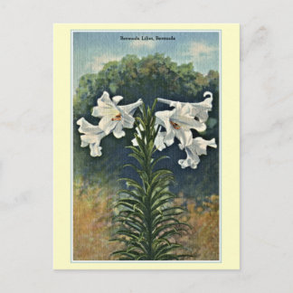 Cartão Postal Vintage Bermuda Lily, Bermudas