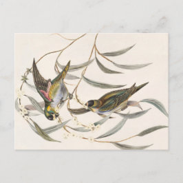 Cartão Postal Vintage Bird