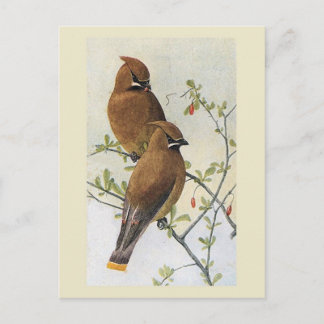 Cartão Postal Vintage Bird 01 Waxwing