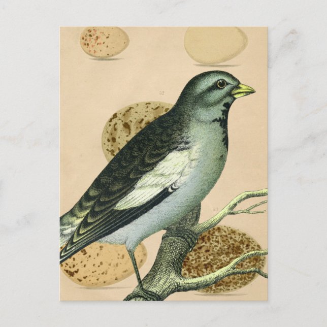 Cartão Postal Vintage Bird Digital Art (Frente)