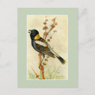 Cartão Postal Vintage Bird Impressão - Bobolink