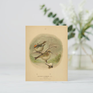 Cartão Postal Vintage Birds Ouro Crowned Kinglet Vogelwelt