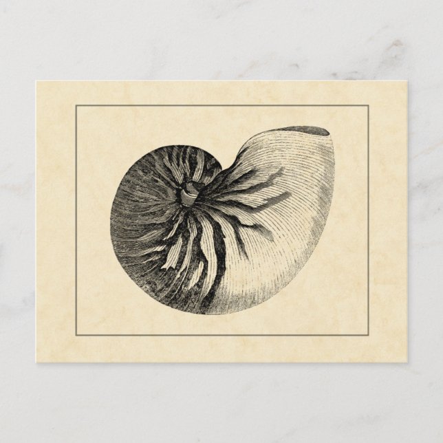 Cartão Postal Vintage Black and White Conch Shell (Frente)