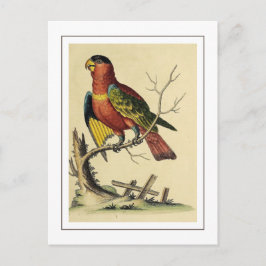 Cartão Postal Vintage Black-Capped Lory Parrot Bird Nature