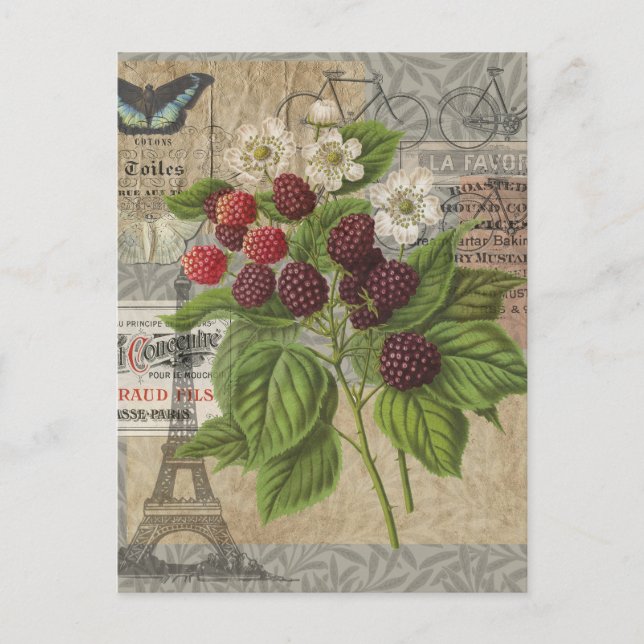Cartão Postal Vintage Blackberry & French Ephemera Art Collage (Frente)
