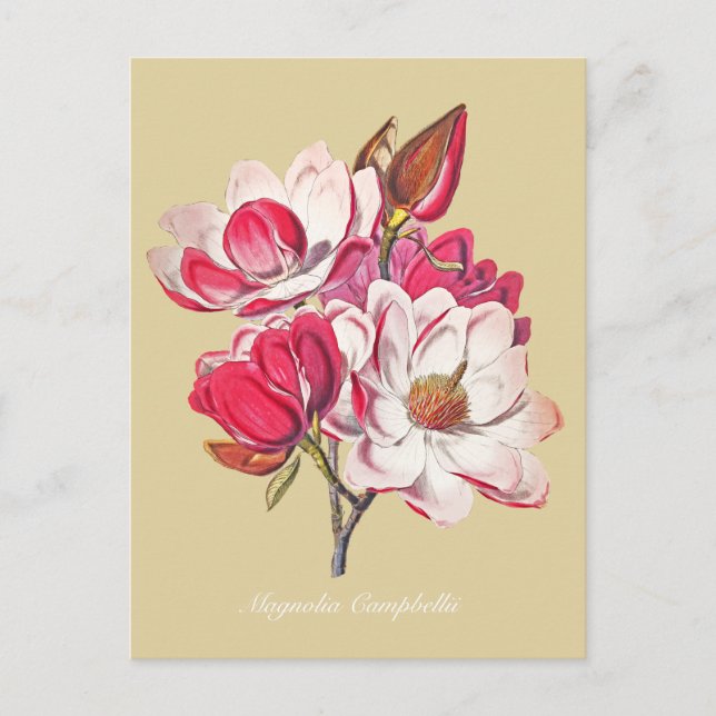 Cartão Postal Vintage Botânica Magnolia Pink Flowers Beige (Frente)