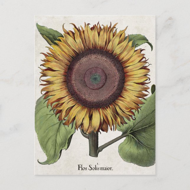 Cartão Postal Vintage Botânica Sunflower (Frente)