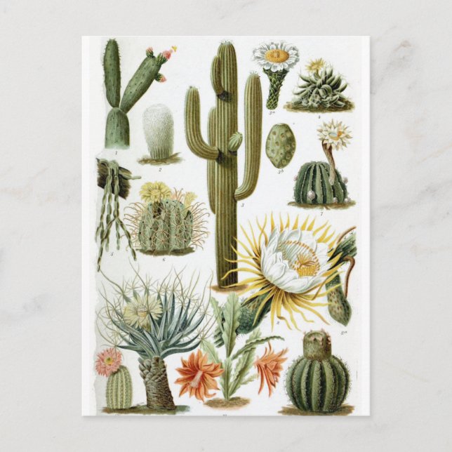 Cartão postal Vintage Botanical Cactus Illustratio (Frente)
