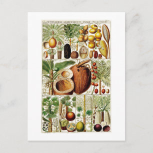 CARTÃO POSTAL VINTAGE BOTANICAL COLLECTION