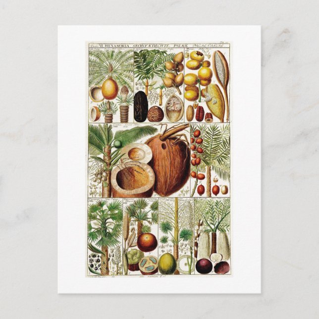 CARTÃO POSTAL VINTAGE BOTANICAL COLLECTION (Frente)