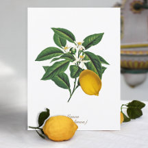 Vintage Botanical Lemon Fruit Blossom Leaves