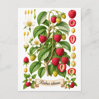 Cartão Postal Vintage Botanical Raspberry Illustration