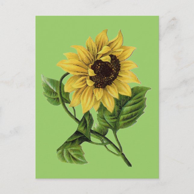 Cartão Postal Vintage Botanicals Dandy Sunflower (Frente)