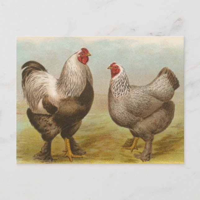 Cartão Postal Vintage Brahma Rooster e Hen Postcard (Frente)