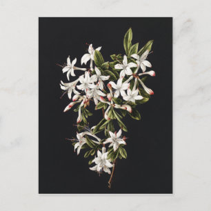 Cartão Postal Vintage Branch of White Azaleas in Bloom