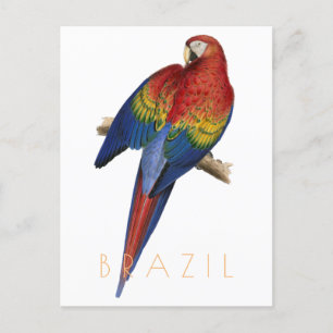 Cartão Postal Vintage Brasil viagem postal Macaw médio cent