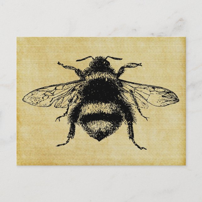 Cartão Postal Vintage Bumble Bee (Frente)