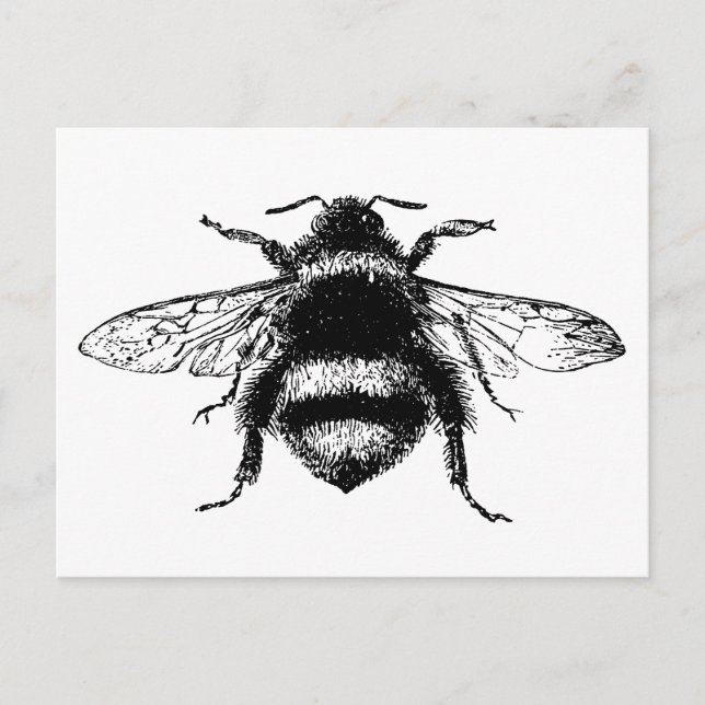 Cartão Postal Vintage Bumble Bee (Frente)
