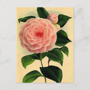 Cartão Postal Vintage camellia