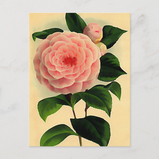 Cartão Postal Vintage camellia (Frente)