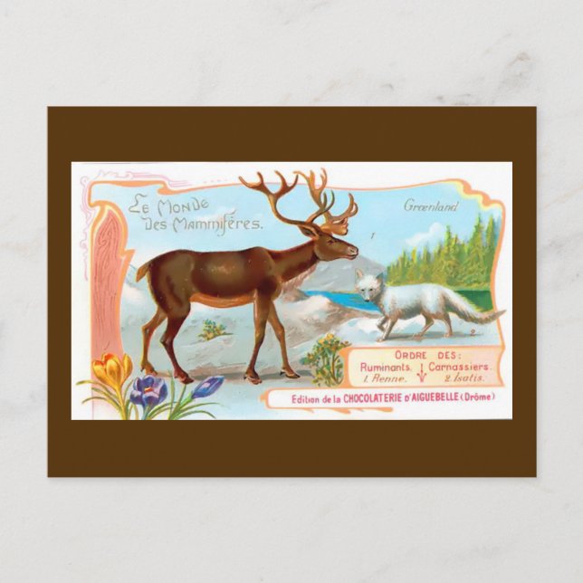 Cartão Postal Vintage Cariou (Reindeer) e Raposa Árctica (Frente)
