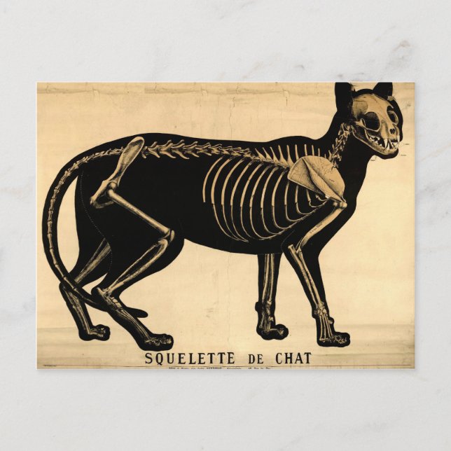 Cartão Postal Vintage Cat Skeleton (Frente)
