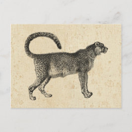 Cartão Postal Vintage Cheetah