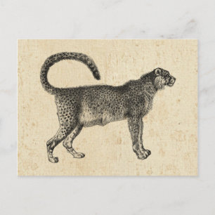 Cartão Postal Vintage Cheetah
