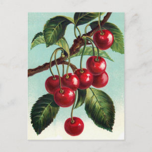 Cartão Postal Vintage Cherries em uma filial