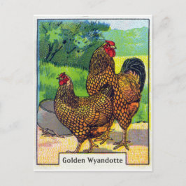 Cartão Postal Vintage Chicken Impressão