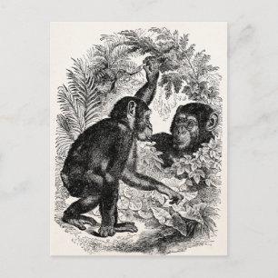 Cartão Postal Vintage Chimpanzés 1800s Monkey Chimp Modelo