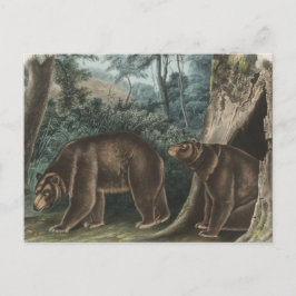 Cartão Postal Vintage Cinnamon Bear Audubon