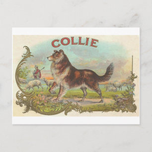 Cartão Postal Vintage Collie Dog