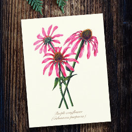 Cartão Postal Vintage Coneflower Botânica Roxo Elegante