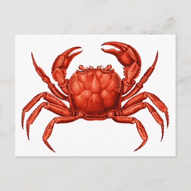 Cartão Postal Vintage Crab Design (Frente)