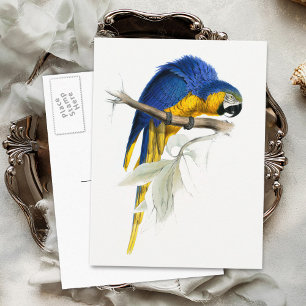 Cartão Postal Vintage da Macaw Azul e Amarelo