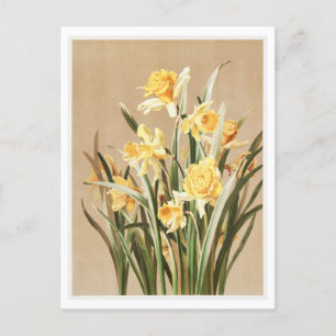 Cartão postal Vintage Daffodil