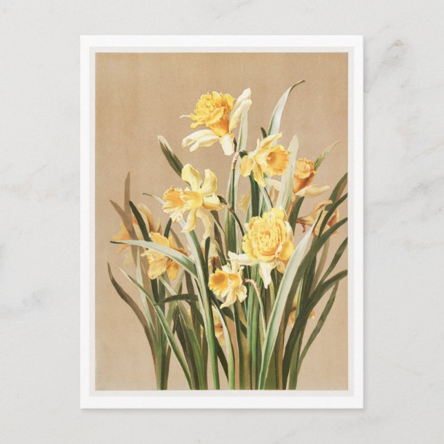 Cartão postal Vintage Daffodil (Frente)