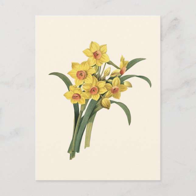 Cartão postal Vintage Daffodils (Frente)