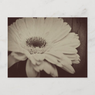 Cartão Postal Vintage Daisy